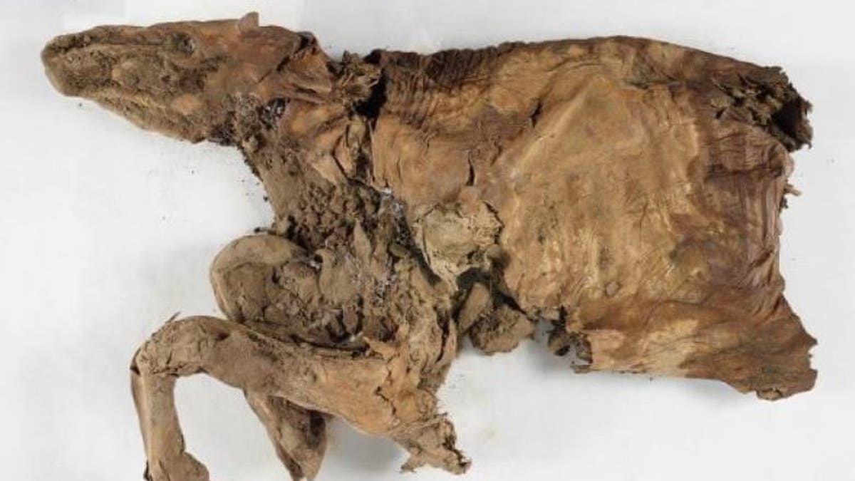 mummified remains 2