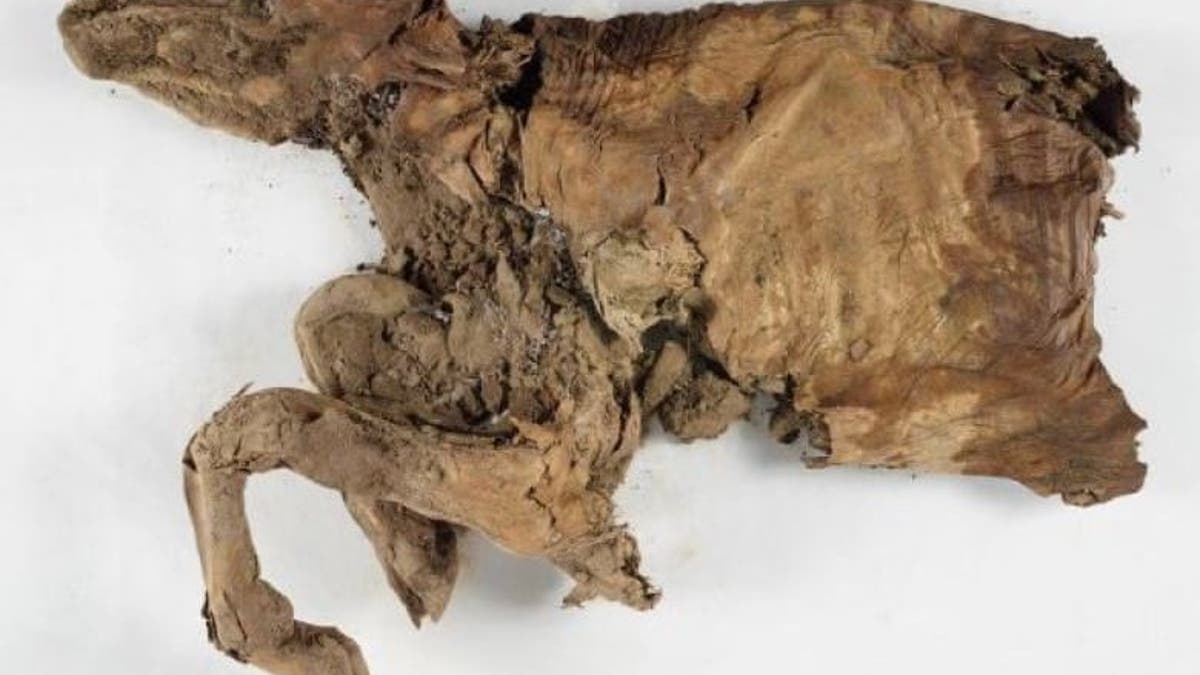 mummified remains 2