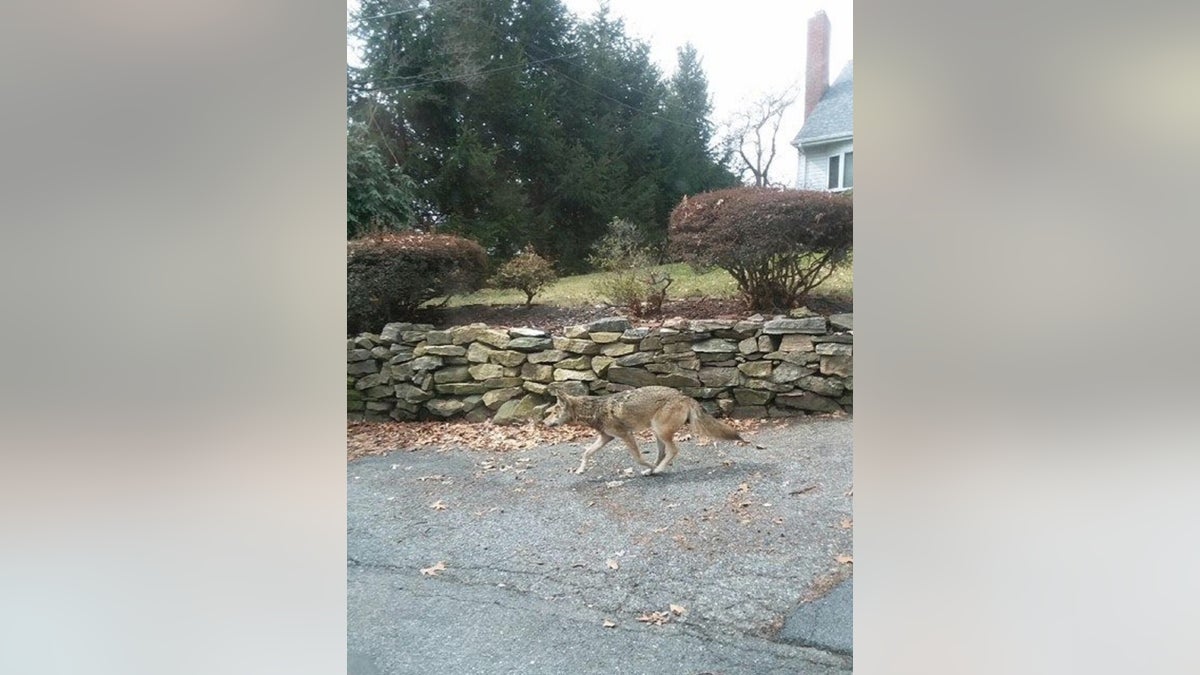 coyote