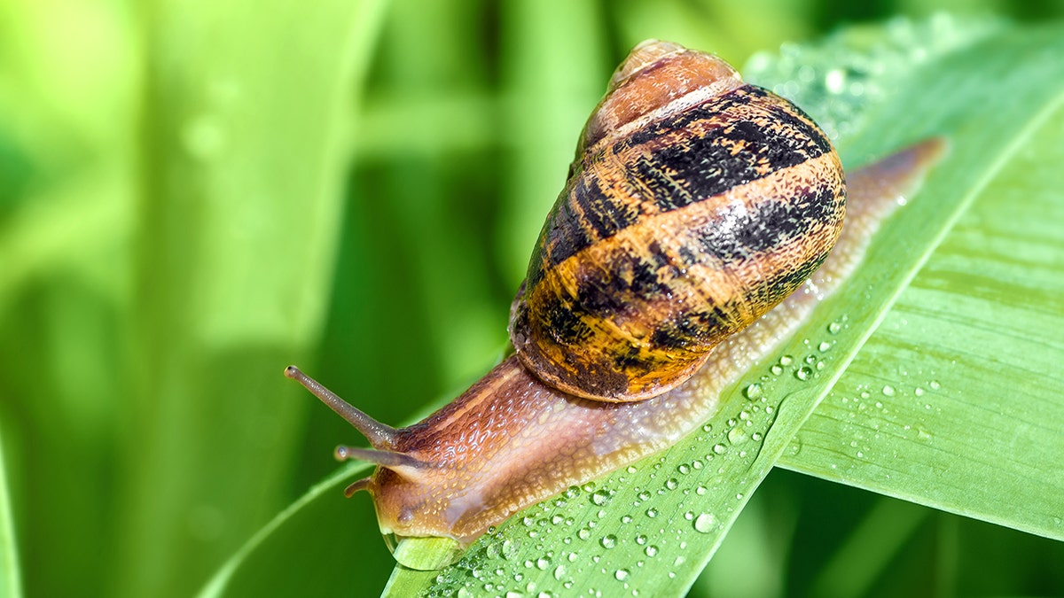 snail