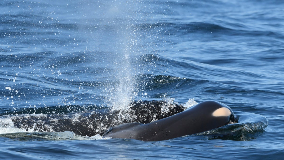 In this photo taken Tuesday, July 24, 2018, provided by the Center for Whale Research, a baby orca whale is being pushed by her mother after being born off the Canada coast near Victoria, British Columbia. The new orca died soon after being born. Ken Balcomb with the Center for Whale Research says the dead calf was seen Tuesday being pushed to the surface by her mother just a half hour after it was spotted alive. Balcomb says the mother was observed propping the newborn on her forehead and trying to keep it near the surface of the water. (David Ellifrit/Center for Whale Research via AP)