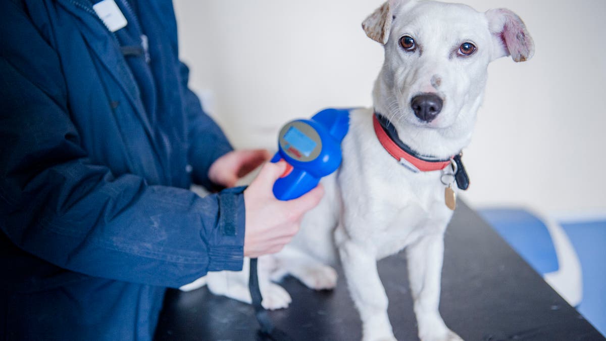 Britain Dogs Microchips