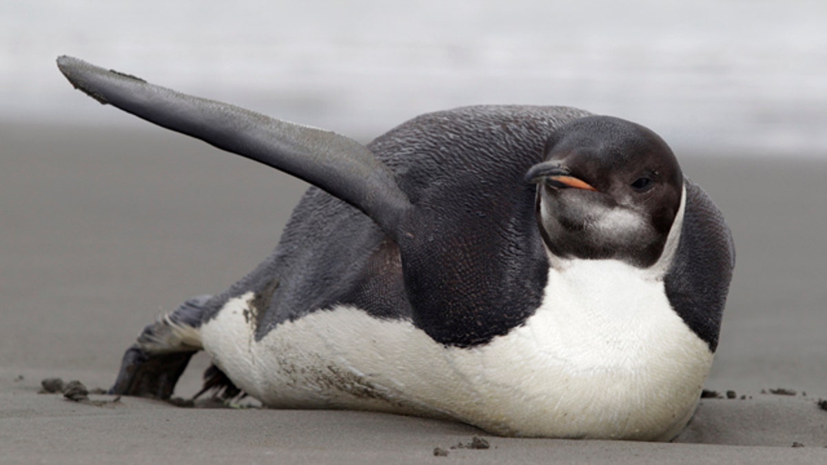 83267baf-New Zealand Emperor Penguin