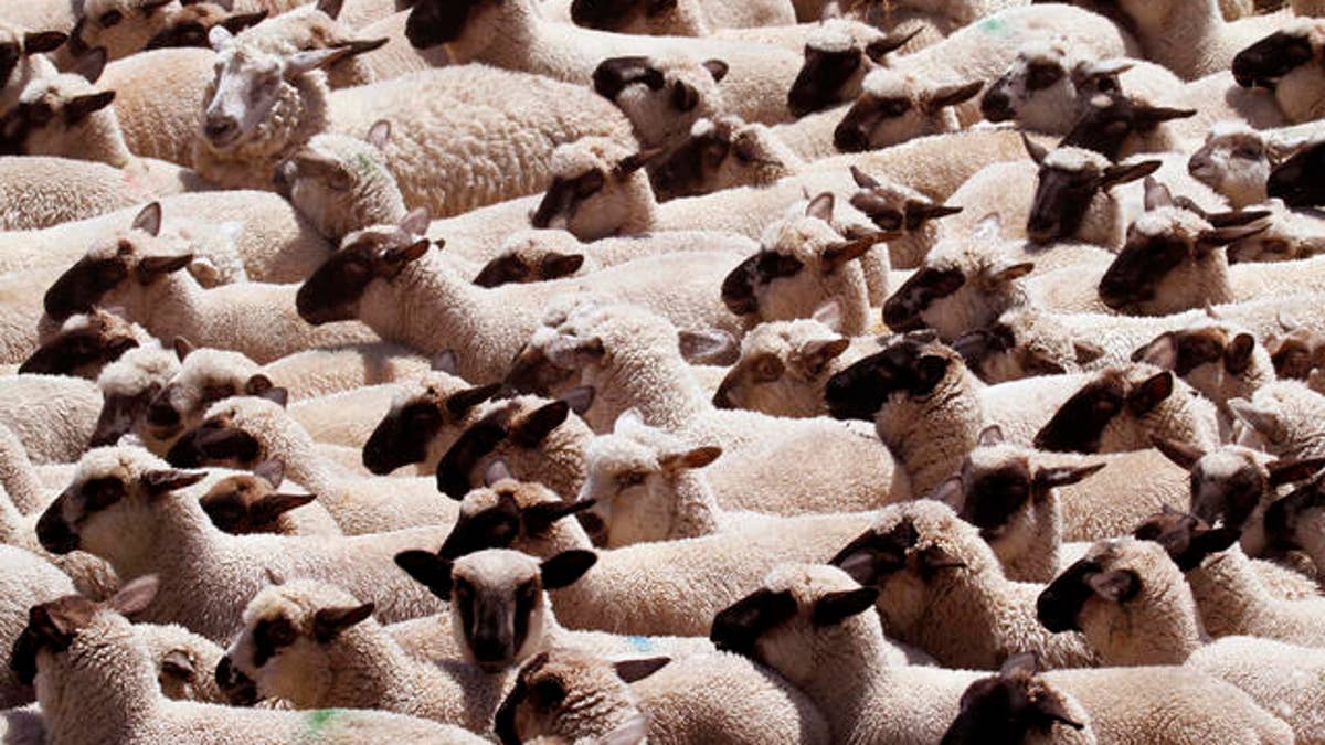 8501a484-Sheep Herd