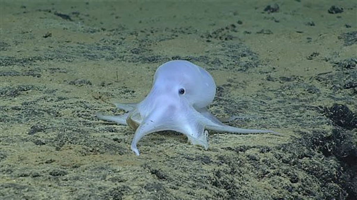 New Octopus Species