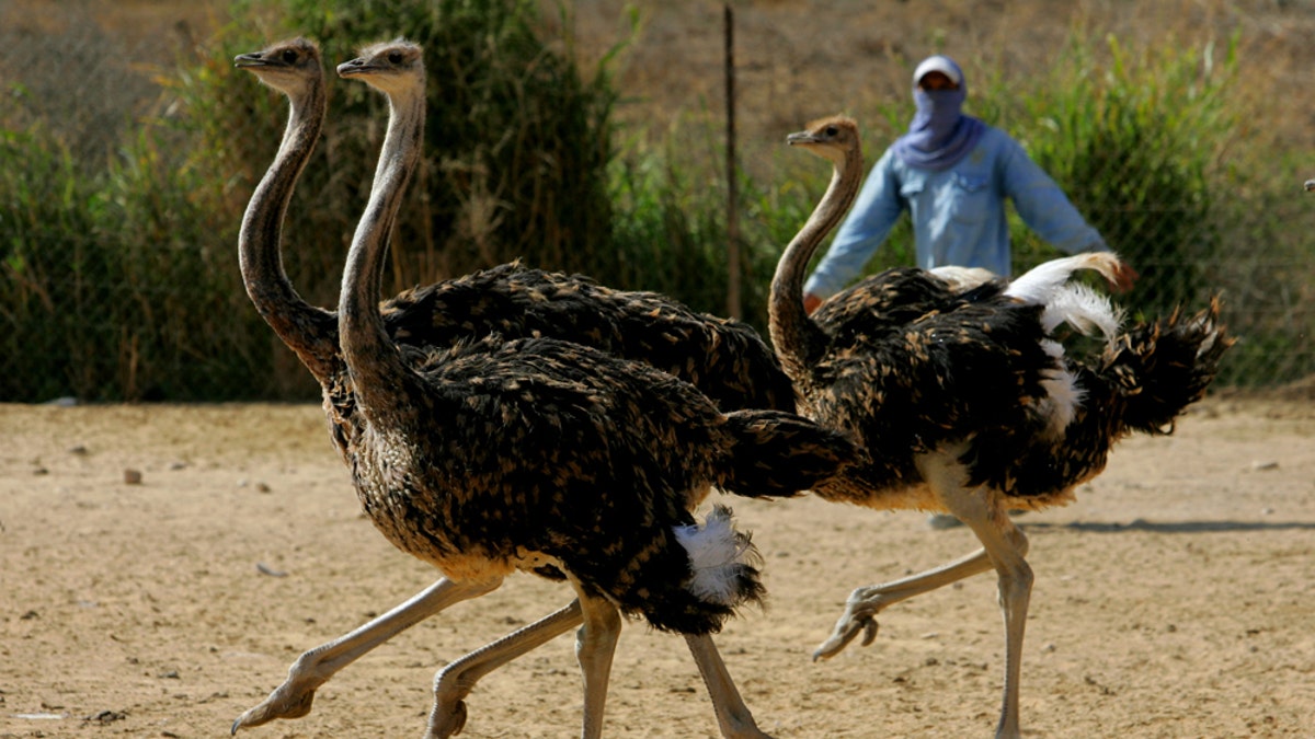 8777eac8-56013993DS013_israel_avian