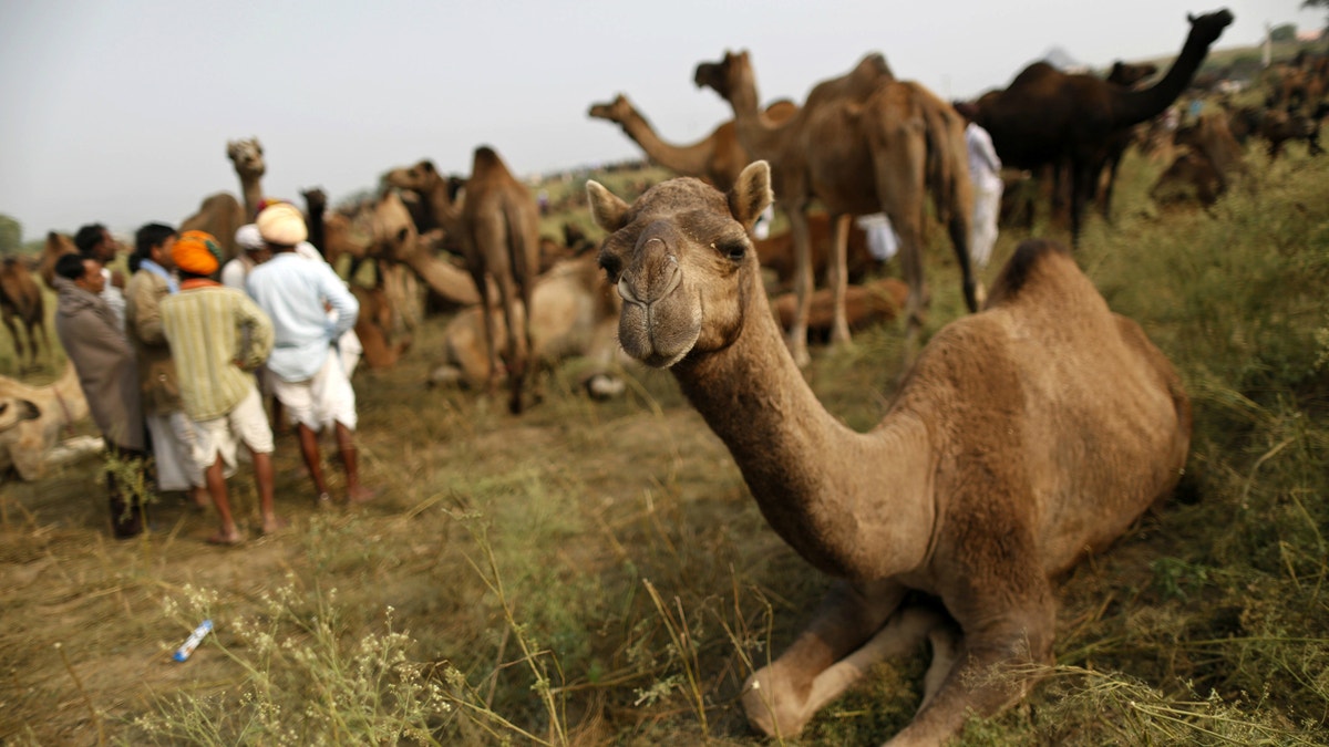 Mers Virus Found In Camels In Qatar Linked To Human Spread Fox News Mers Virus Found In Camels In Qatar Linked To Human Spread Fox News