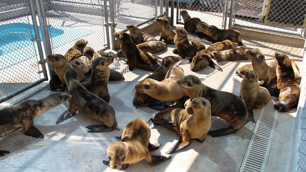 Sea Lion Deaths