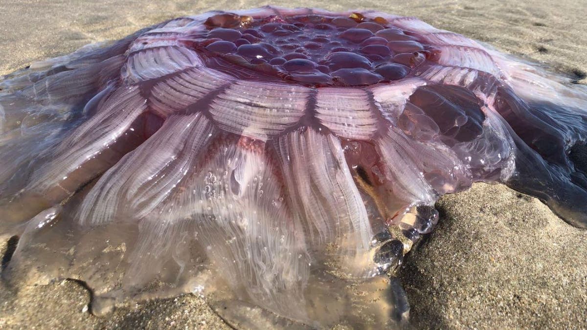 jellyfish 2