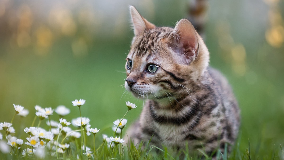 cat laying in grass