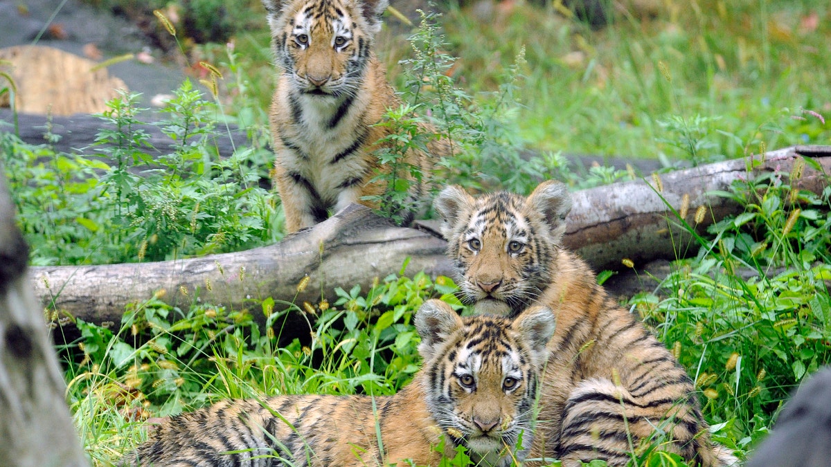 CORRECTION Bronx Zoo Tiger Mauling