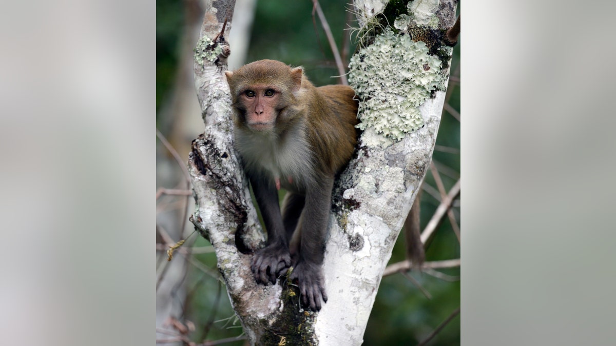 In this Friday, Nov. 10, 2017 photo, a rhesus macaques monkey observes kayakers as they navigate along the Silver River in Silver Springs, Fla. Wildlife managers in Florida say they want to remove the roaming monkeys from the state in light of a new study published Wednesday, Jan.  10, 2018, that finds some of the animals are excreting a virus that can be dangerous to humans. (AP Photo/John Raoux)