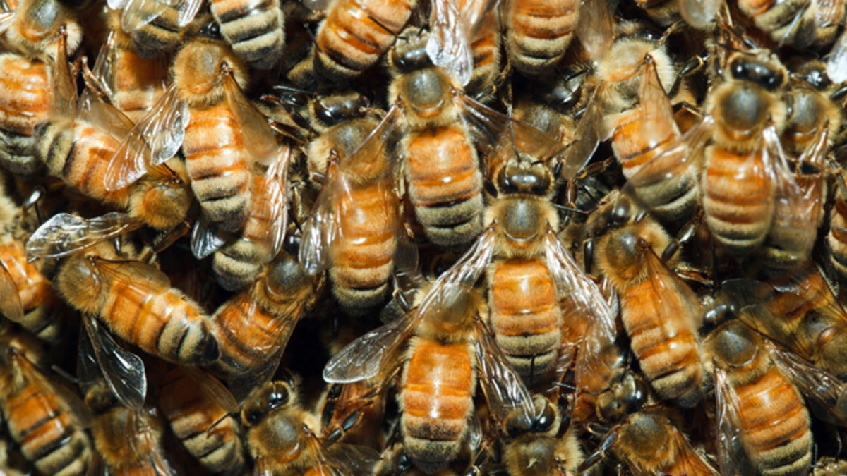 92e4e947-Honeybee swarm
