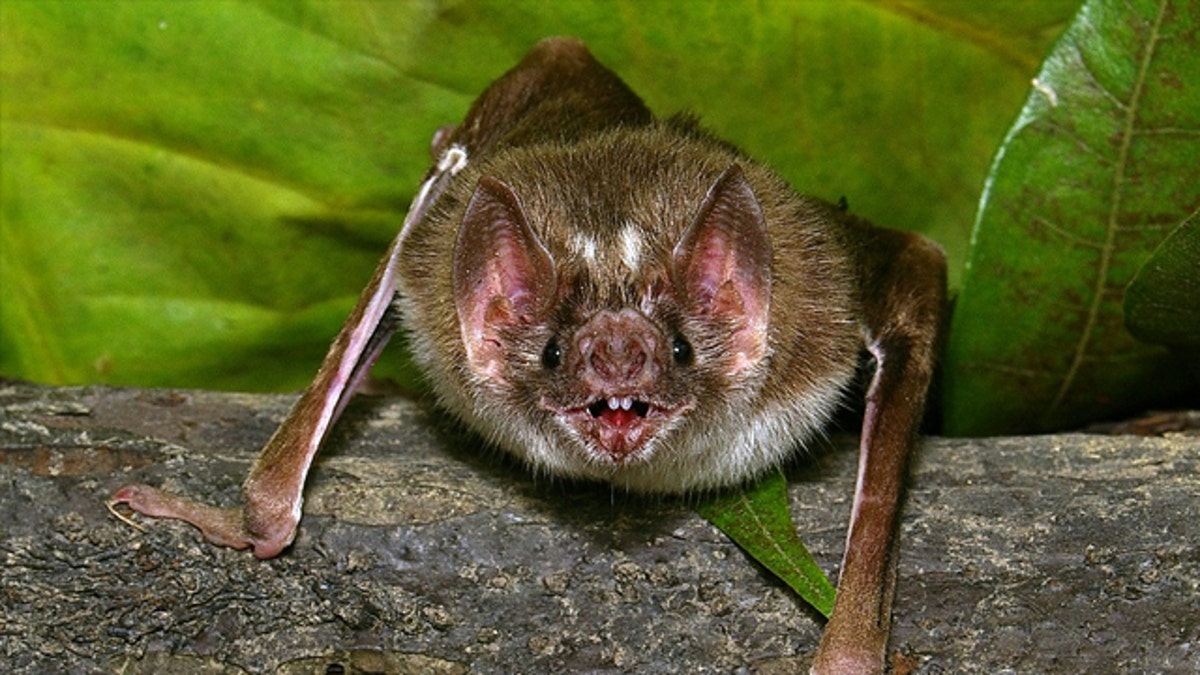 Австралийский ложный вампир. Обыкновенный вампир летучая мышь. Бешенство у летучих мышей.