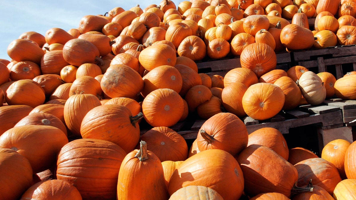 Autumn Pumpkins