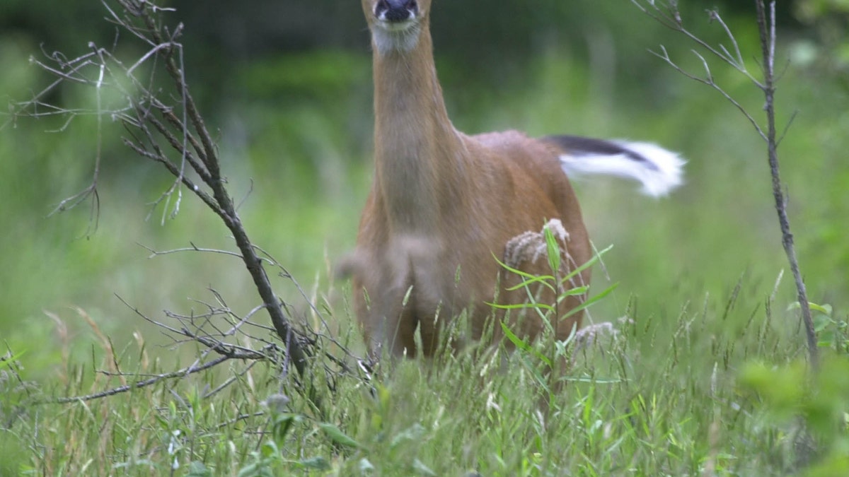 White-Tailed Deer-Cherokees