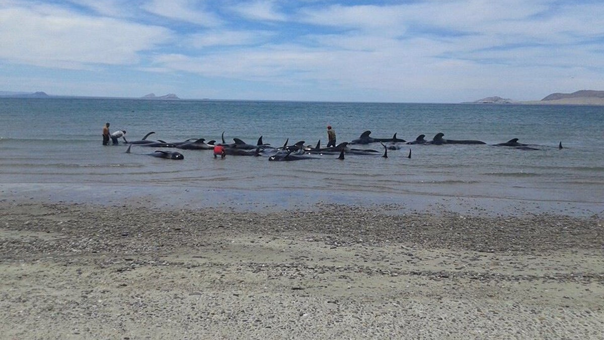 9703959f-Mexico Beached Whales