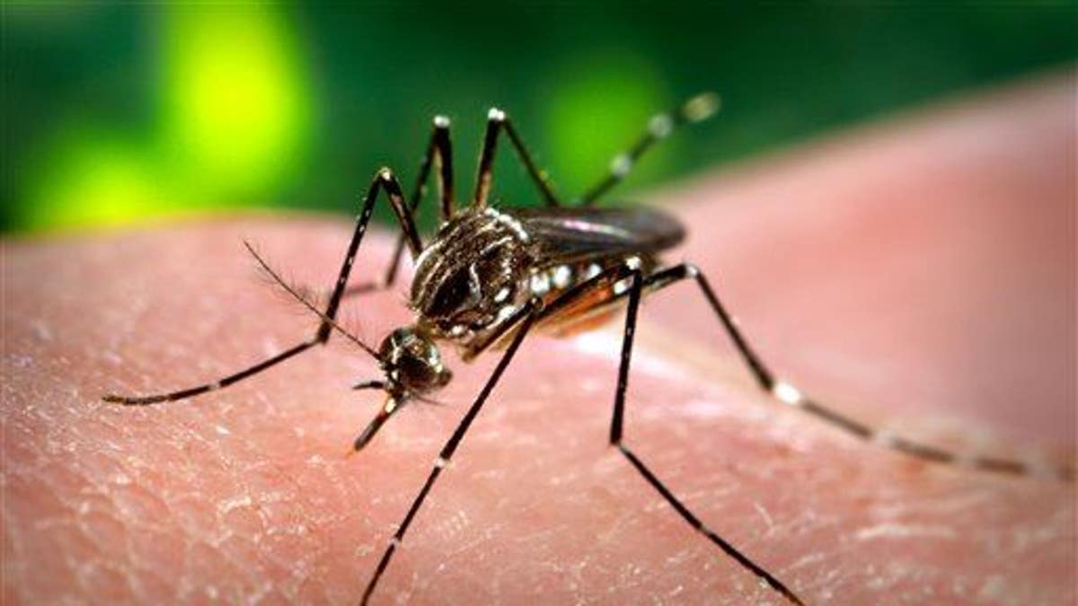 Caribbean Mosquito Virus