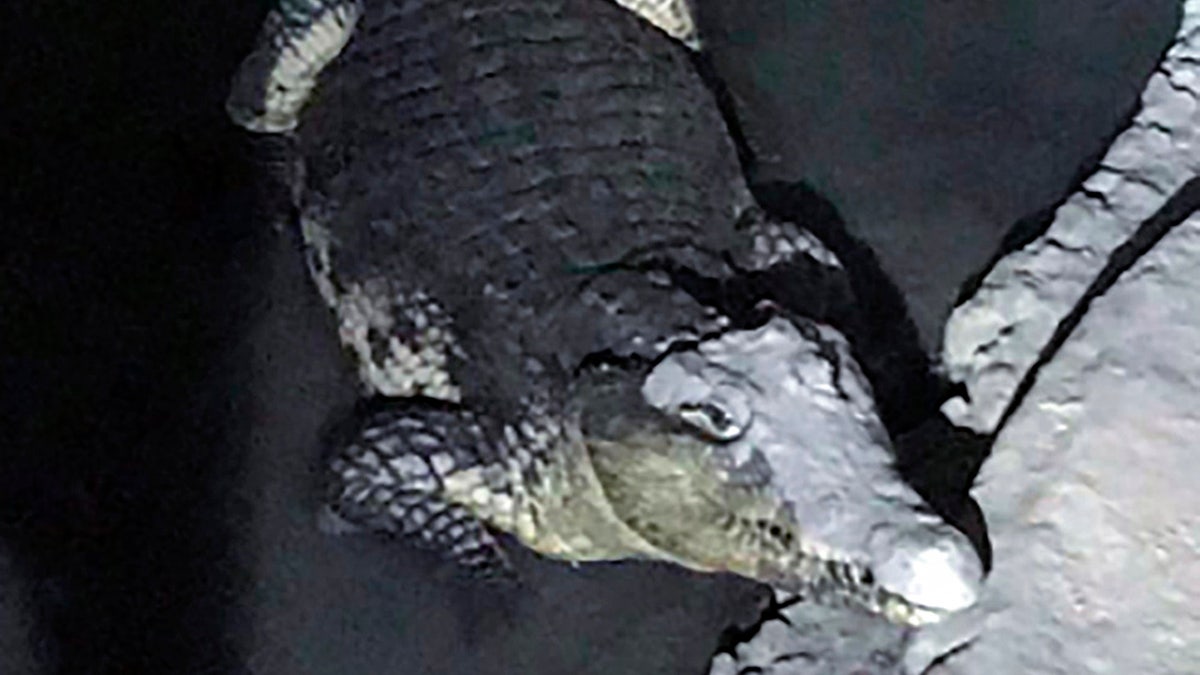 Russia Crocodile 1