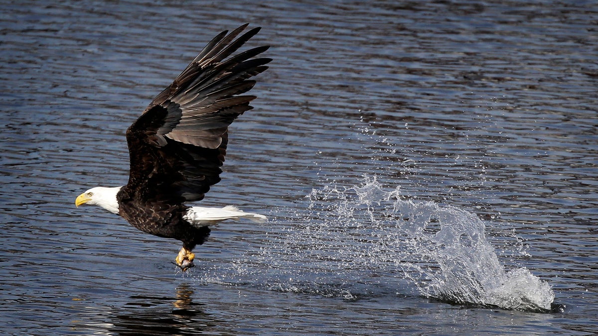 A bald eagle catches a fish in the Des Moines River, Tuesday, Jan. 8, 2013, in downtown Des Moines, Iowa. Iowa's cold, icy winters drive the birds to rivers to forage for food when inland waters freeze over. (AP Photo/Charlie Neibergall)
