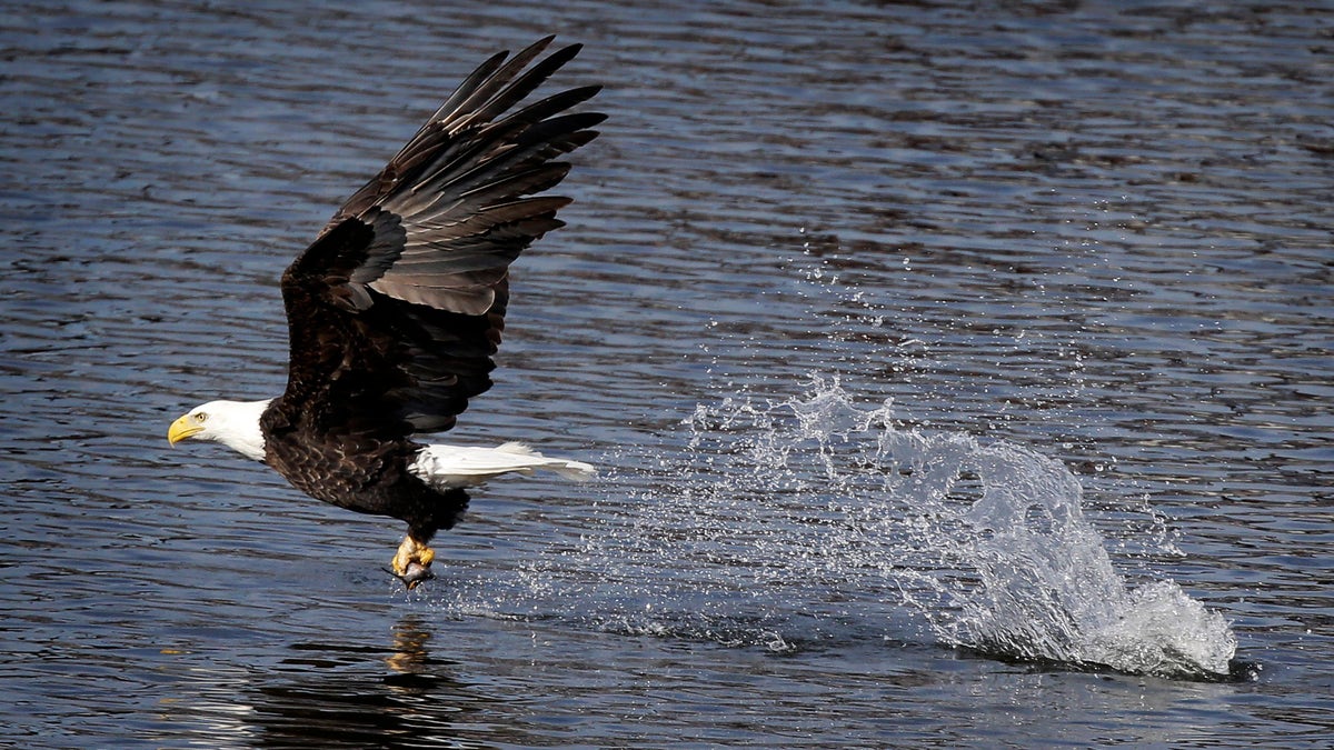 A bald eagle catches a fish in the Des Moines River, Tuesday, Jan. 8, 2013, in downtown Des Moines, Iowa. Iowa's cold, icy winters drive the birds to rivers to forage for food when inland waters freeze over. (AP Photo/Charlie Neibergall)