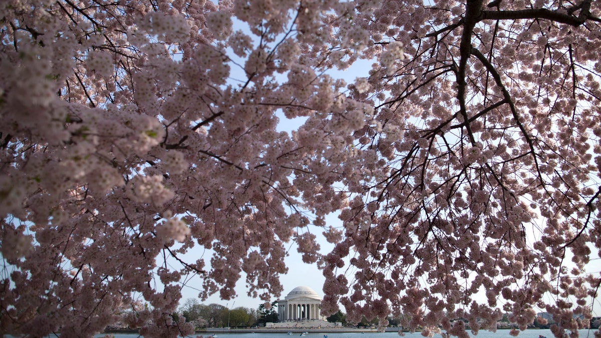 The Jefferson Memorial is framed by cherry blossom trees in full bloom along the Tidal Basin on Wednesday, April 10, 2013, in Washington. (AP Photo/Evan Vucci)