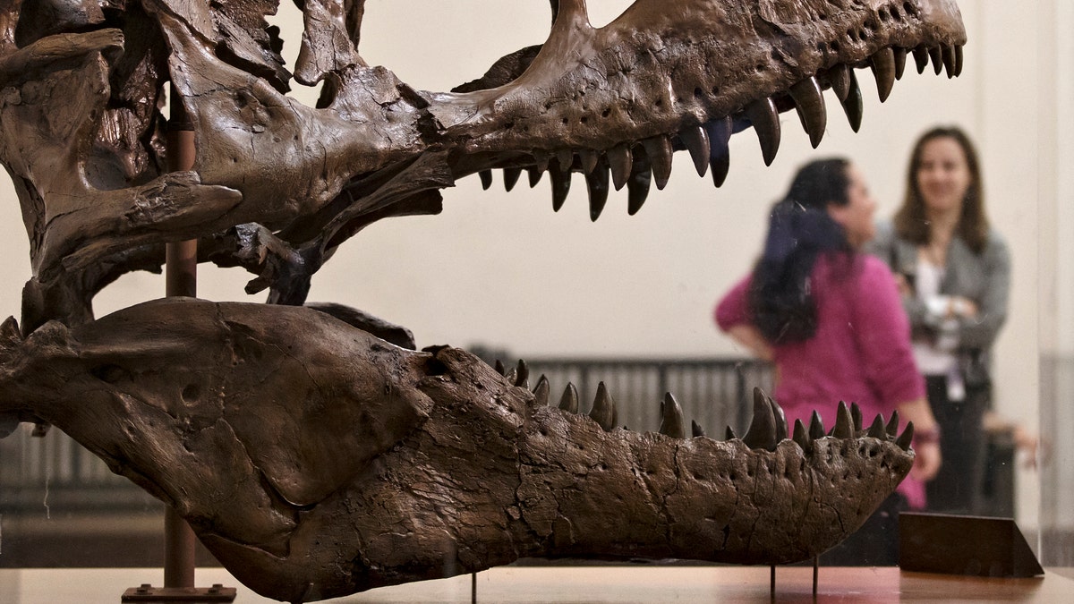APTOPIX Smithsonian Tyrannosaurus Rex