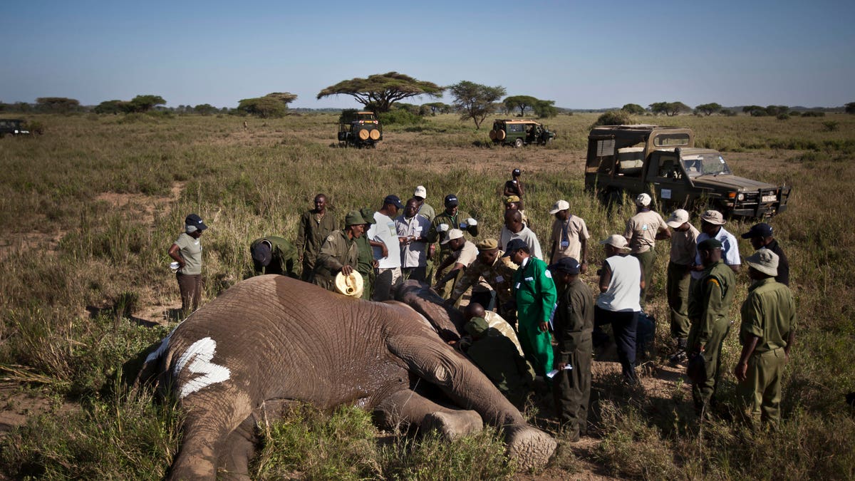 APTOPIX Kenya Tanzania Elephant Slaughter