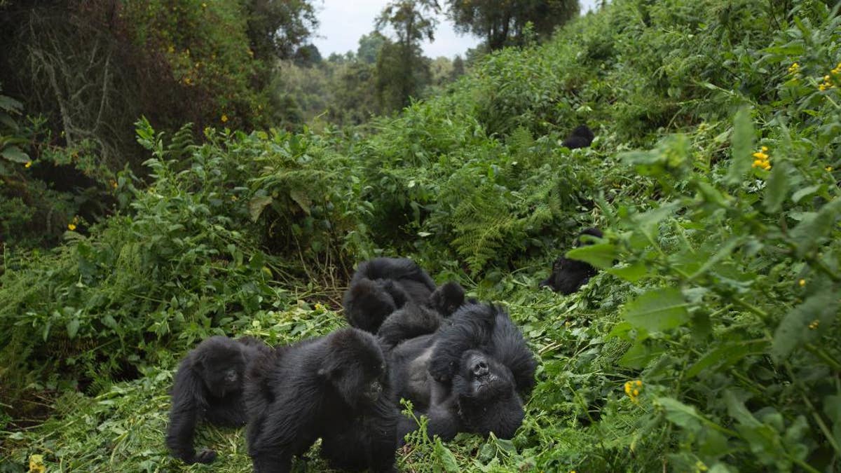 In this photo taken Friday, Sept. 4, 2015, members of a family of mountain gorillas named Amahoro, which means 