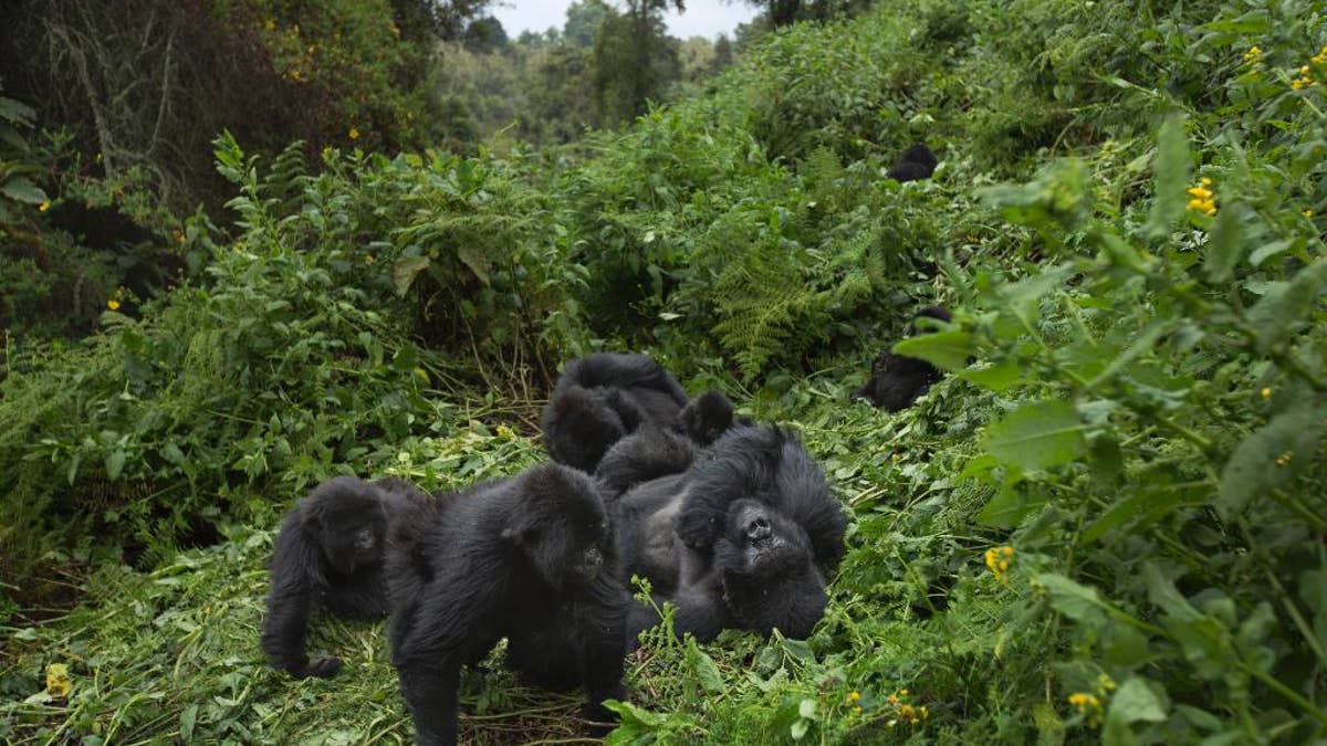 In this photo taken Friday, Sept. 4, 2015, members of a family of mountain gorillas named Amahoro, which means 