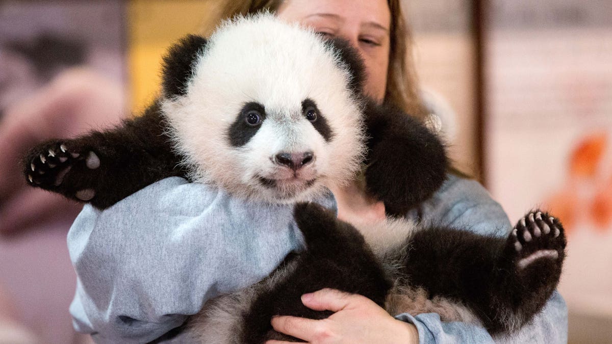 In this photo taken Dec. 14, 2015, animal keeper Nicole MacCorkle holds Bei Bei, the National Zoo's newest panda and offspring of Mei Xiang and Tian Tian, for members of the media at the National Zoo in Washington. The youngest giant panda cub at the National Zoo is ready for his close-up. Bei Bei will make his public debut on Jan. 16. During an audience with a small news media contingent Monday, he was so relaxed that he fell asleep and drooled on an examination table. At nearly 4 months old, Bei Bei weighs more than 17 pounds and is gaining about a pound a week. Heâs bigger than his older siblings were at the same age. (AP Photo/Andrew Harnik)