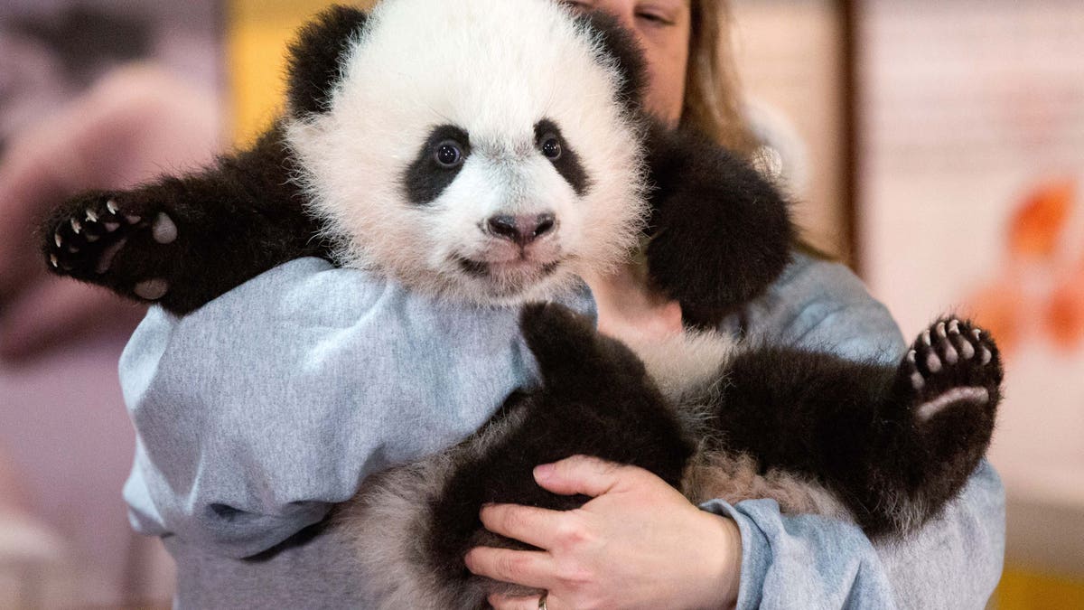 In this photo taken Dec. 14, 2015, animal keeper Nicole MacCorkle holds Bei Bei, the National Zoo's newest panda and offspring of Mei Xiang and Tian Tian, for members of the media at the National Zoo in Washington. The youngest giant panda cub at the National Zoo is ready for his close-up. Bei Bei will make his public debut on Jan. 16. During an audience with a small news media contingent Monday, he was so relaxed that he fell asleep and drooled on an examination table. At nearly 4 months old, Bei Bei weighs more than 17 pounds and is gaining about a pound a week. Heâs bigger than his older siblings were at the same age. (AP Photo/Andrew Harnik)