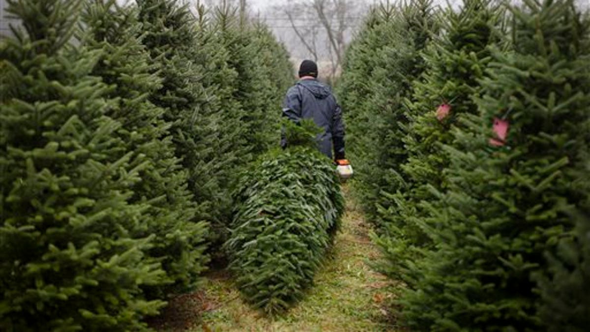 Christmas Trees Ohio