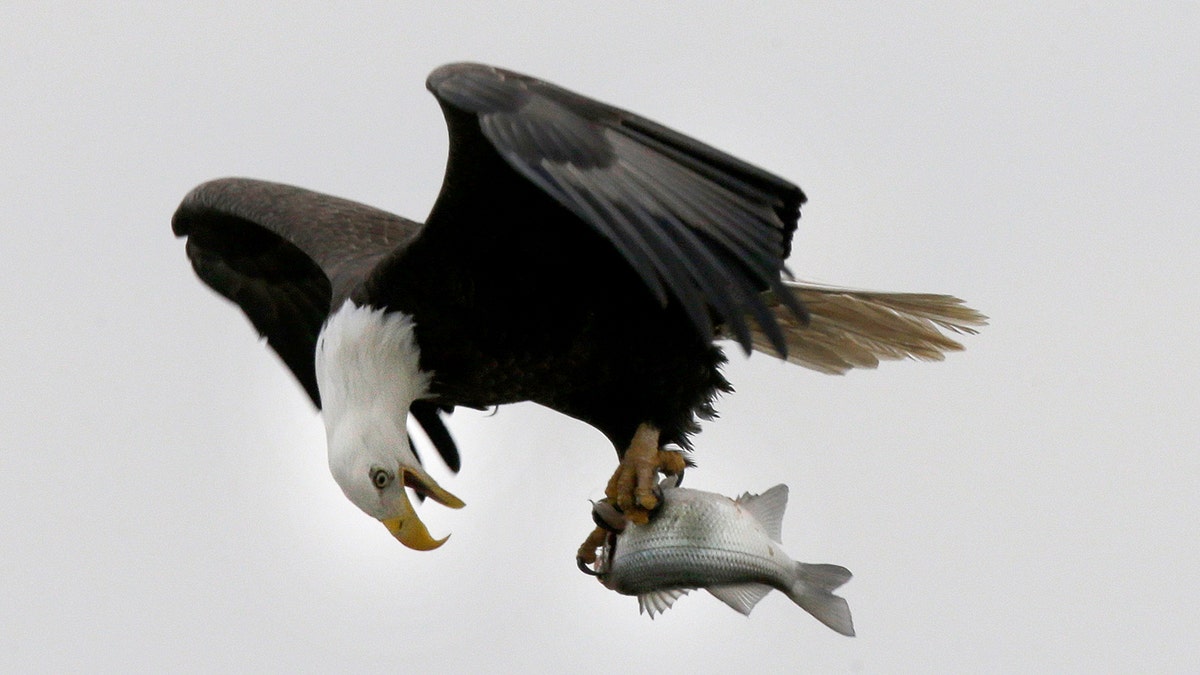 bald eagle flying with fish in its talons