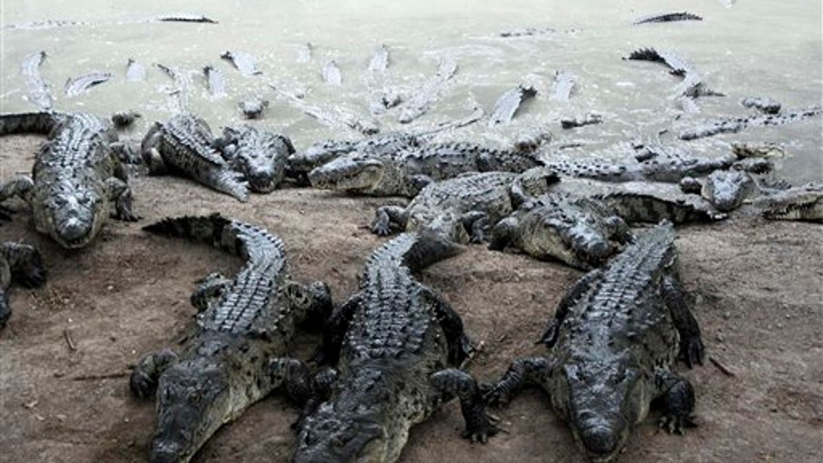 Honduras Crocodiles