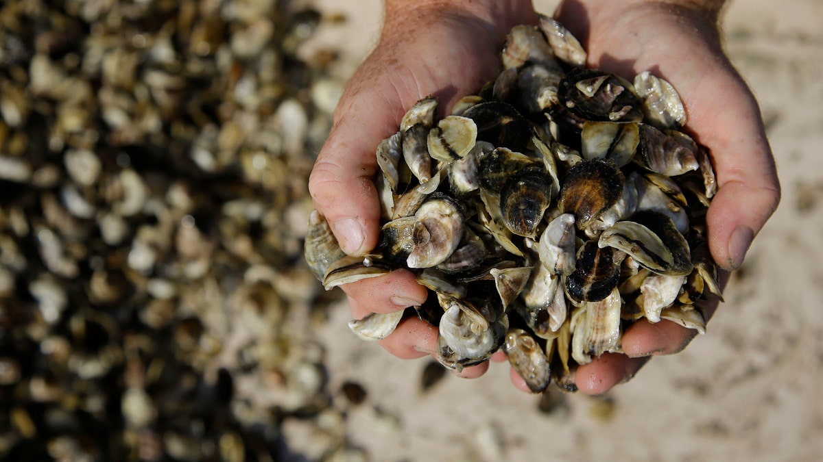 Oyster Beds Closed