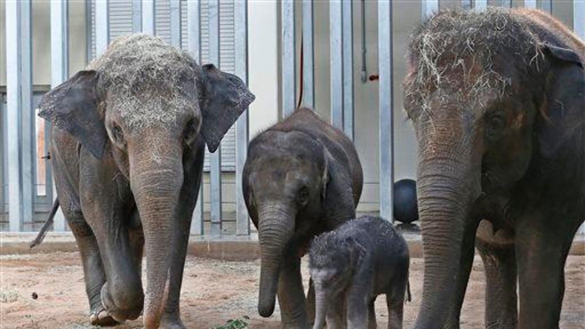 Oklahoma City Zoo Elephant Death