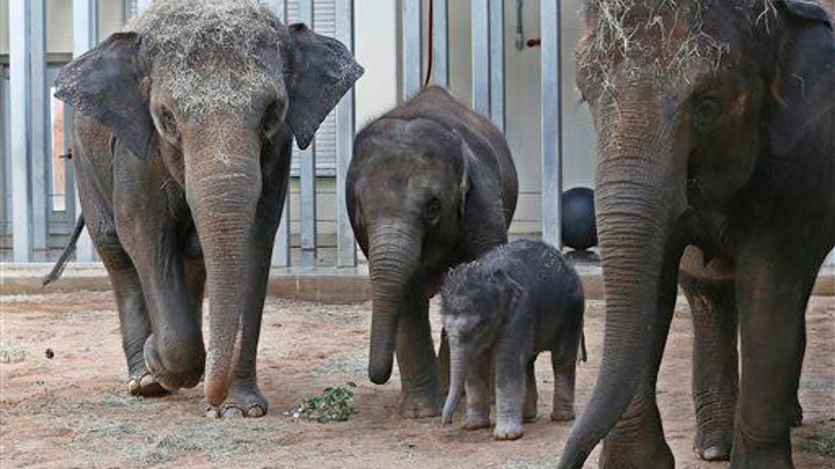 Oklahoma City Zoo Elephant Death