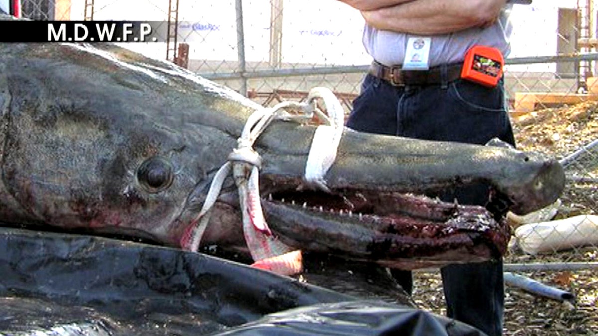 Record-Crushing 327-Pound 'Dinosaur Fish' Caught | Fox News