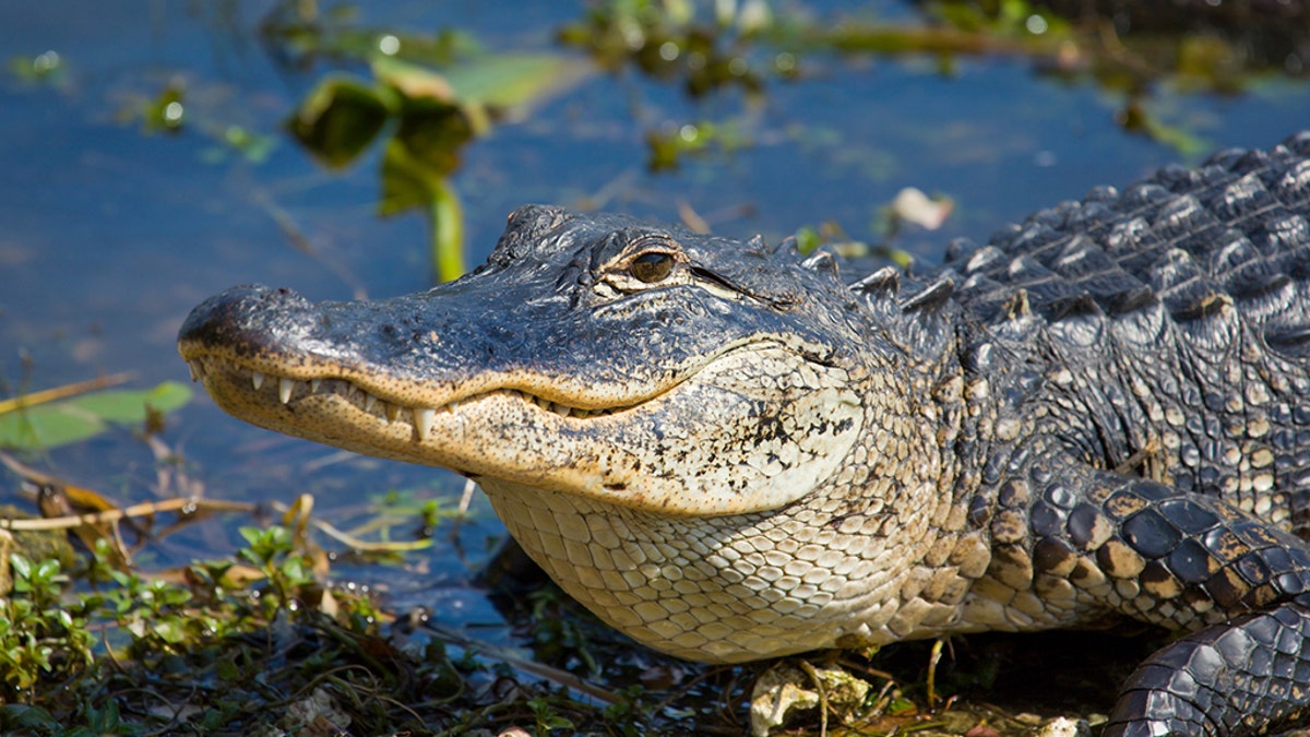 A smiling alligator. Florida