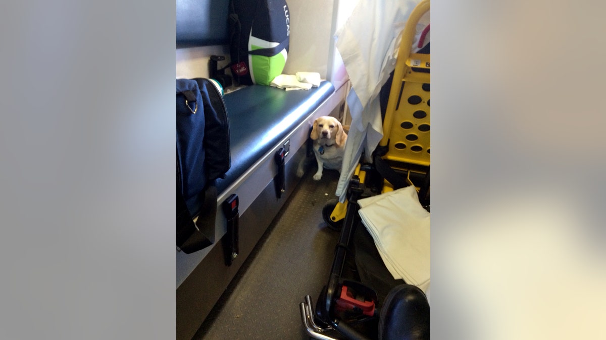 Ambulance Ride Dog