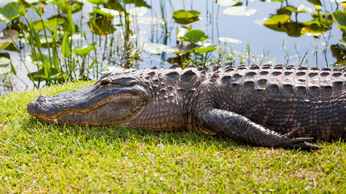 American alligator at the miccosukee's reserve (florida national park)