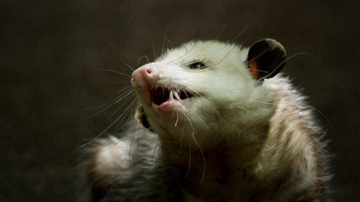 Why is possum condemned in New Zealand? - Quora