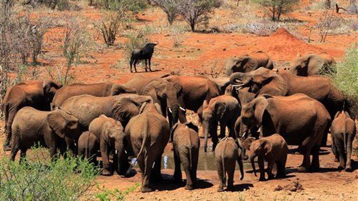 60186855-South Africa Rhino Poaching