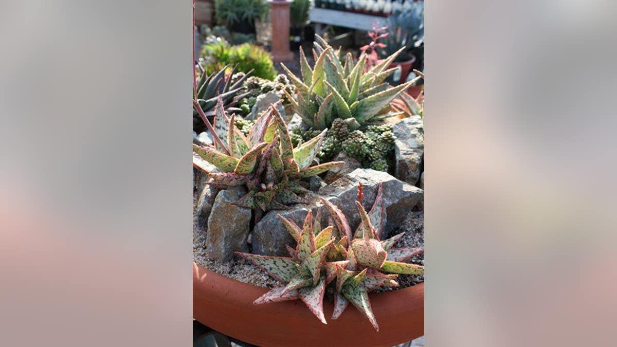 Gardening Succulents In Containers