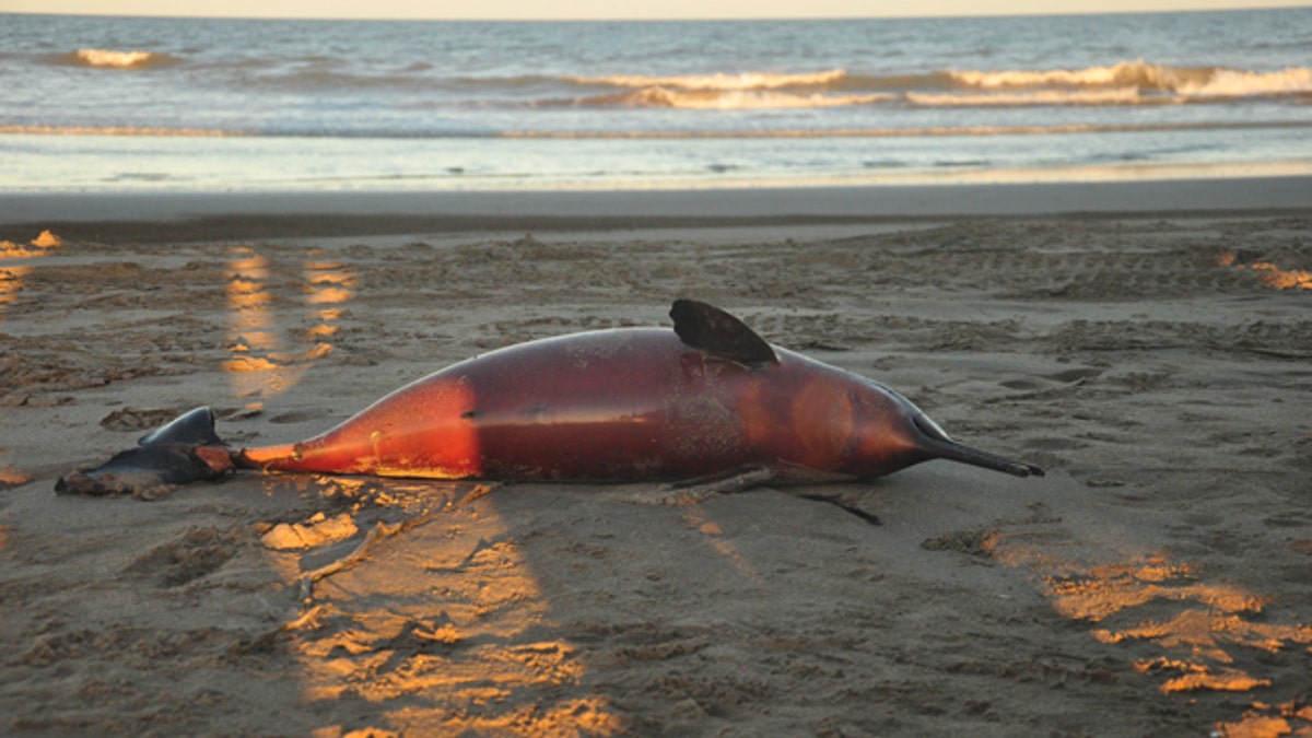 Argentina Dead Dolfins