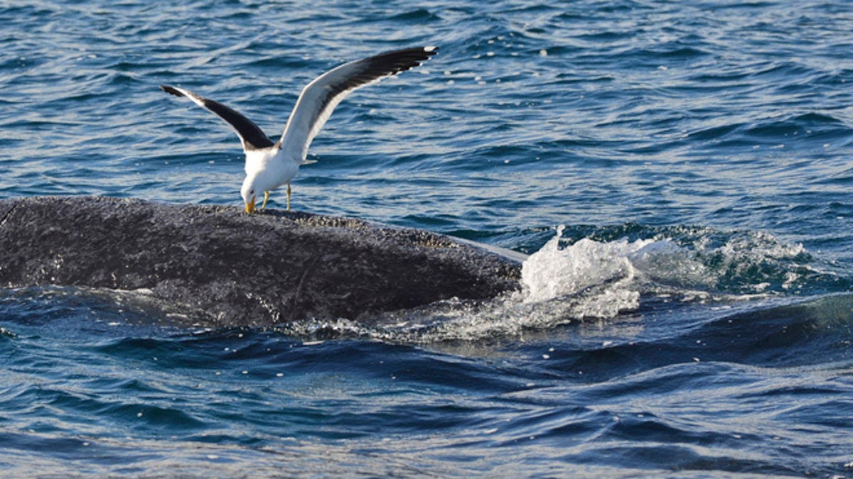 Argentina Whales vs Seagulls