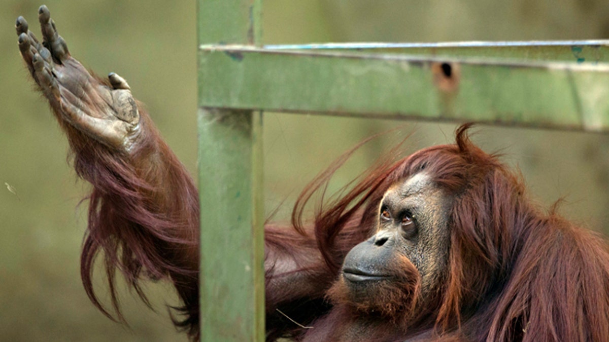 Argentina Zoo