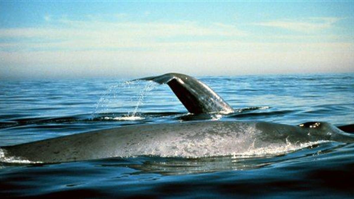 Blue Whale Sightings