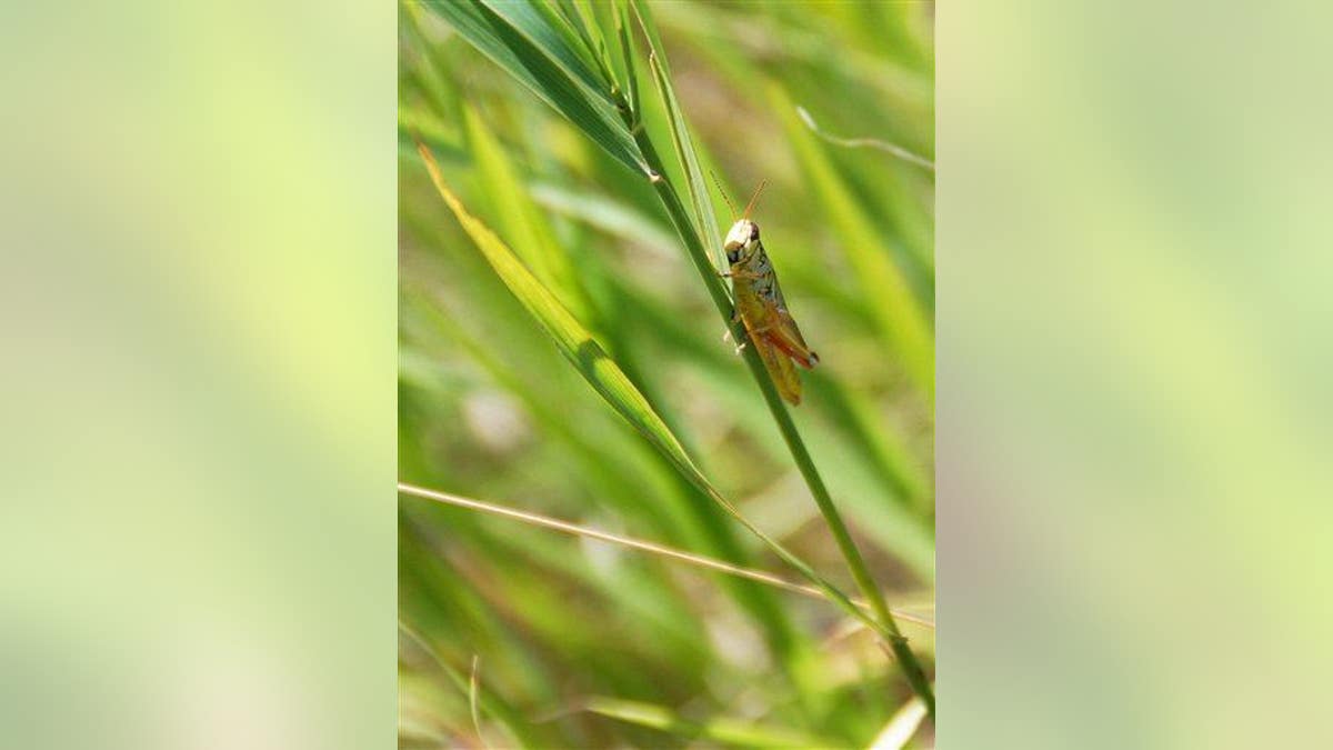 A grasshopper hangs out on a blade of grass in South Dakota.
